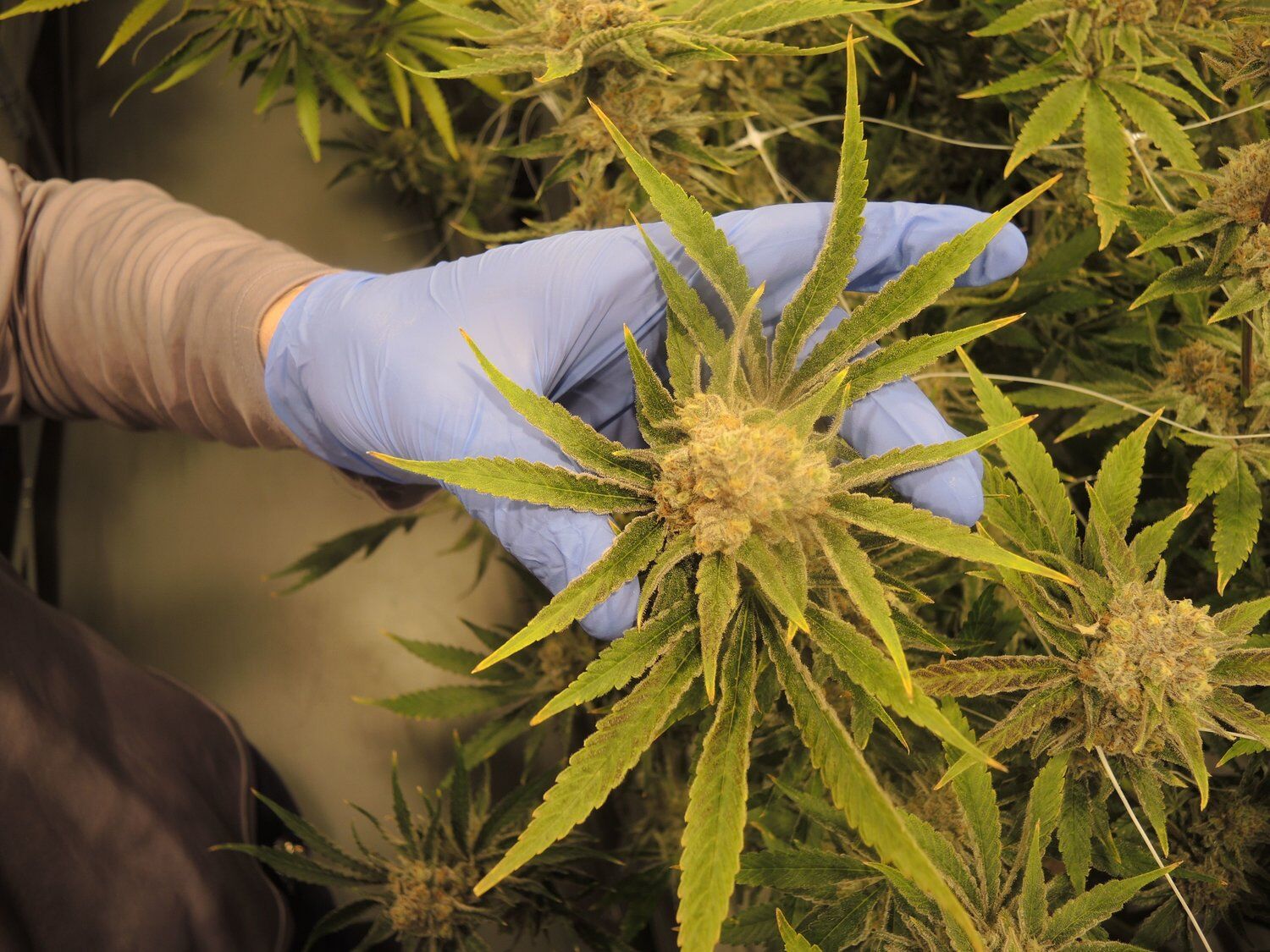 Cannabis growing